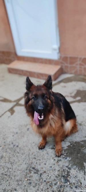 Ciobănesc german cu păr lung  - imagine 2