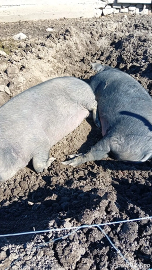 Porci de vanzare - imagine 5