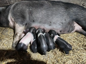 Vând scroafa bazna fatata