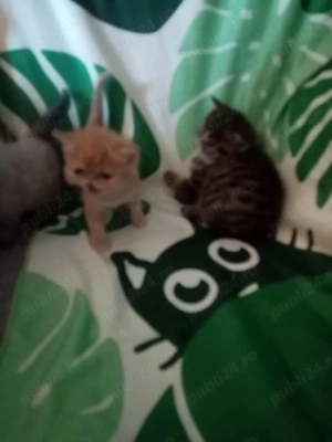 Pisici persan exotic - imagine 6