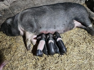 Vând scroafa bazna fatata - imagine 2