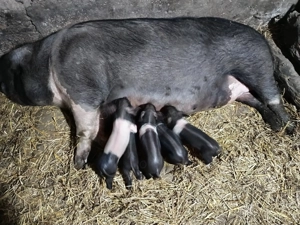 Vând scroafa bazna fatata - imagine 3