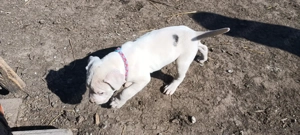 Pui Dog argentinian  - imagine 3 Pui Dog argentinian  - imagine 3