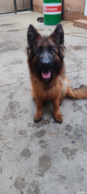 Ciobănesc german cu păr lung  - imagine 3