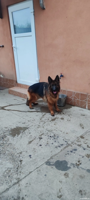 Ciobănesc german cu păr lung  - imagine 5