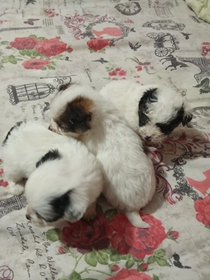 catei bisoni - imagine 2