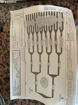 vand catei malinois, rasa pura - imagine 2