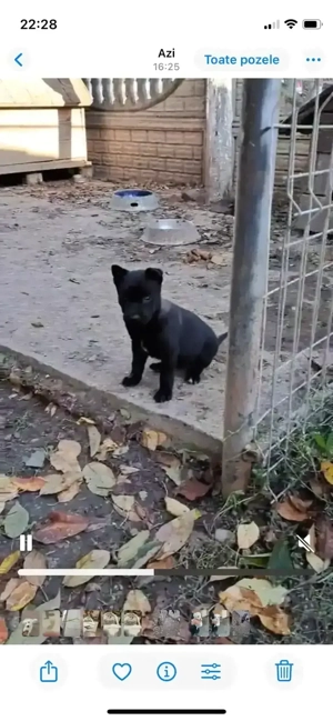 vand catei malinois, rasa pura