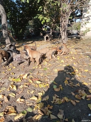 Disponibili - imagine 4 Disponibili - imagine 4