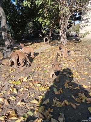 Disponibili - imagine 5 Disponibili - imagine 5