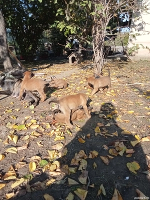 Disponibili - imagine 3 Disponibili - imagine 3