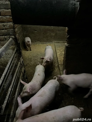 vand purcei - imagine 3 vand purcei - imagine 3