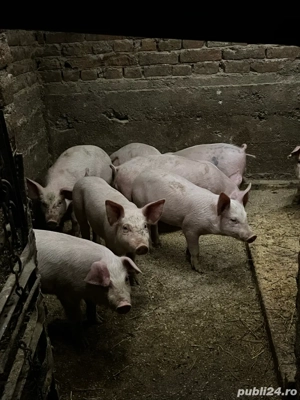 vand purcei - imagine 5 vand purcei - imagine 5