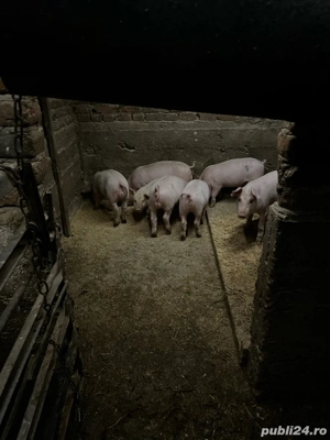 vand purcei - imagine 4 vand purcei - imagine 4