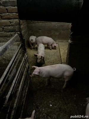 vand purcei - imagine 2 vand purcei - imagine 2