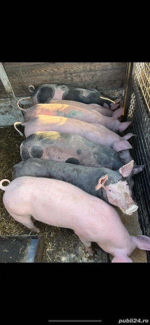 Purcei 30-35 kg  - imagine 2