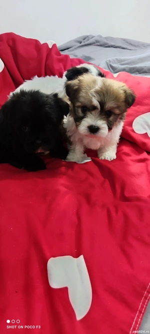 Bichon Maltez - imagine 2