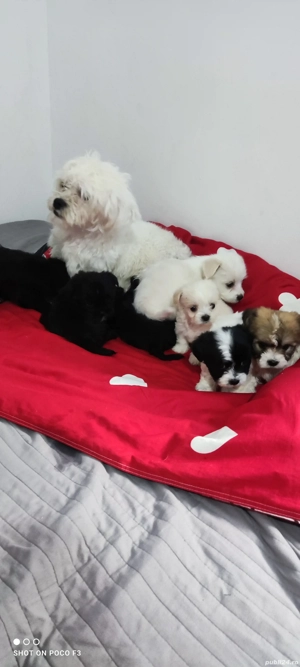 Bichon Maltez - imagine 3