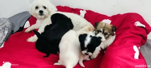 Bichon Maltez - imagine 5