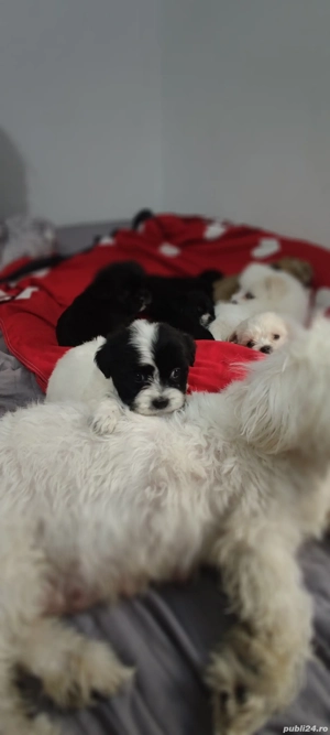 Bichon Maltez - imagine 4