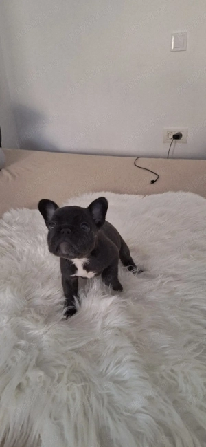 Puiuți bulldog francez caută căsuță  - imagine 3