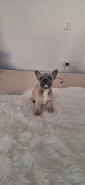 Puiuți bulldog francez caută căsuță  - imagine 2