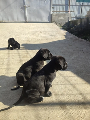 Cane corso italian