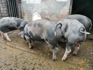 Porc de vanzare - imagine 5