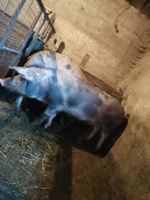 Porc de vanzare - imagine 4