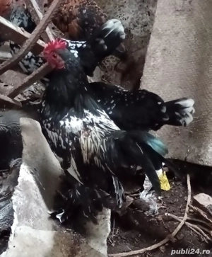 Vând cocoși liliputi  - imagine 2