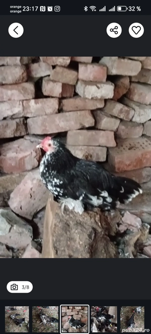 Vând cocoși liliputi  - imagine 5