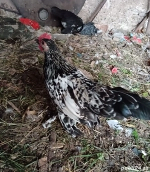 Vând cocoși liliputi  - imagine 4