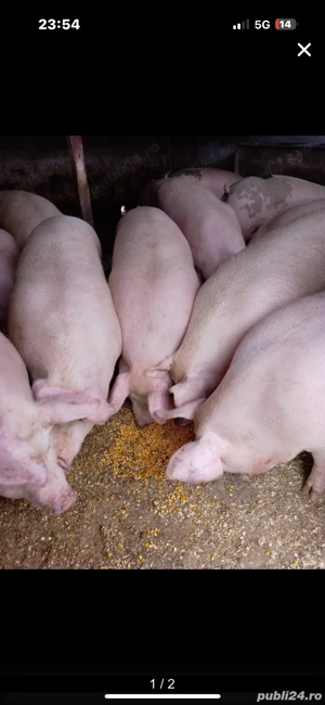 vand proci - imagine 2