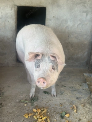 Porci de vanzare 200-280 kg  - imagine 3