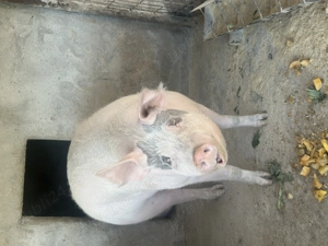Porci de vanzare 200-280 kg  - imagine 4