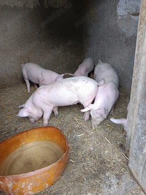 Vând purcei rasă de carne  - imagine 3