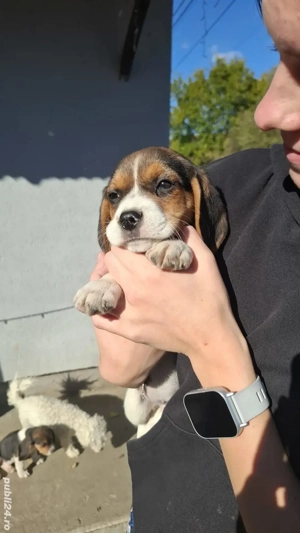 Beagle tricolor 
