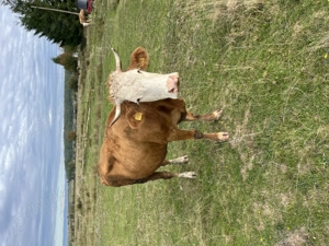 Vacă cu lapte de vânzare