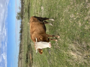 Vacă cu lapte de vânzare - imagine 2