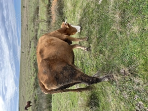 Vacă cu lapte de vânzare - imagine 3