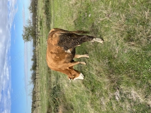 Vacă cu lapte de vânzare - imagine 4