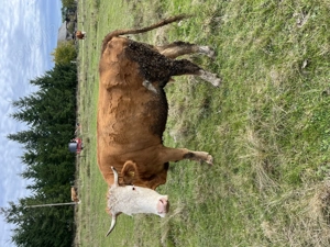 Vacă cu lapte de vânzare - imagine 5