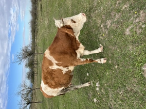 Vacă cu lapte de vânzare - imagine 2