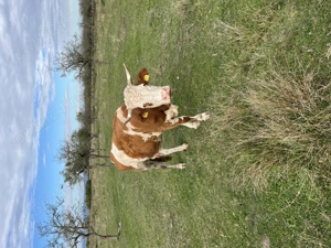 Vacă cu lapte de vânzare