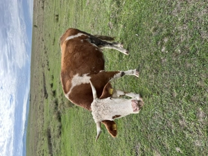 Vacă cu lapte de vânzare - imagine 5