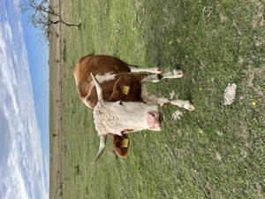 Vacă cu lapte de vânzare - imagine 4