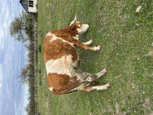 Vacă cu lapte de vânzare - imagine 3