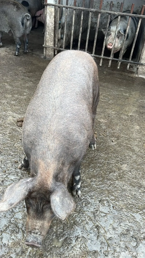 Porc de Craciun,rase de carne, Duroc Pietrain  - imagine 5