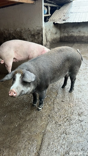 Porc de Craciun,rase de carne, Duroc Pietrain  - imagine 3
