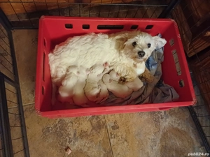 vand puiuti bichon havanez